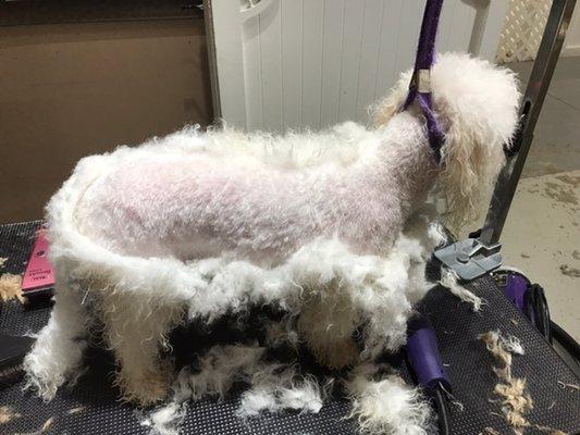 Pics of neglected pet from complaint placed by Elena S.   We feel so sorry for this little dog in such a neglected state.