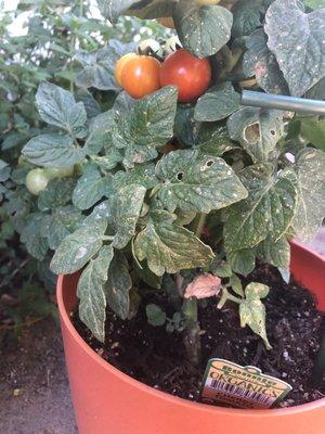 Tomatoes growing!