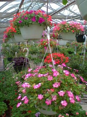 Hanging Baskets are a favored staple from Clarkes.  Folks come every year for our large elaborate hanging basket selection.