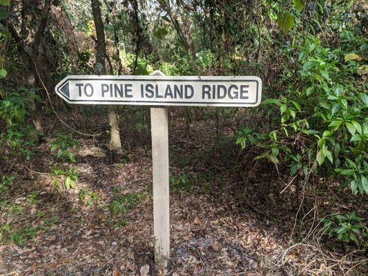 Finding our way to Pine Islands Ridge Nature Area through Tree Top park