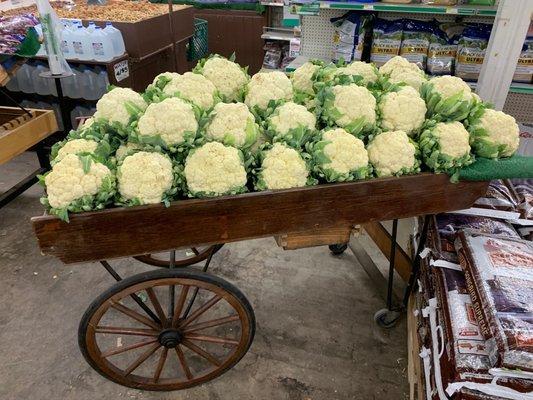 Homegrown Cauliflower