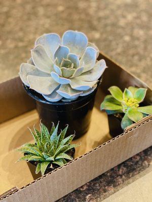 Purchased succulents