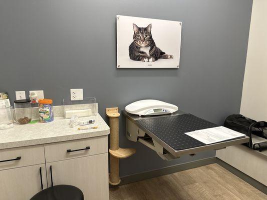 Cat exam room