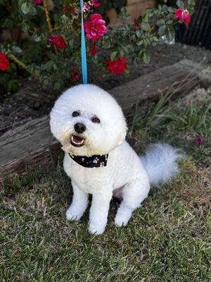 Have you tied our grooming services?!?!  Amanda and friends are happy to give your pet the ultimate spa experience.