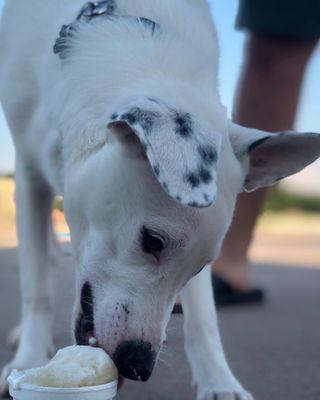 Puppy Cup - organic chicken broth and whipped cream