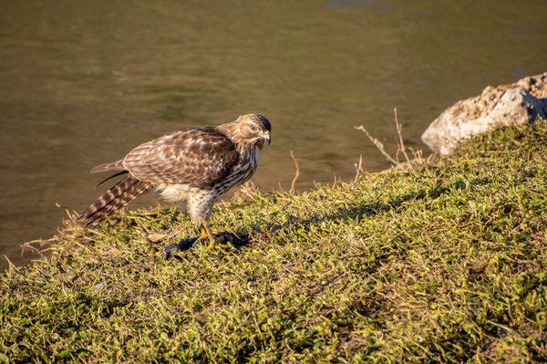 Hawk with Bullfrog for breakfast.