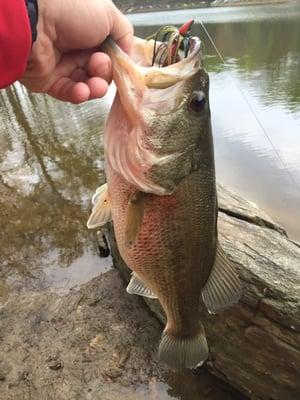 Pretty shocked I caught something this big so close to the parking lot