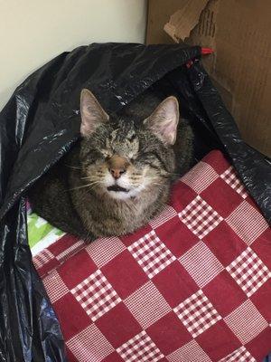 Steve, shop cat