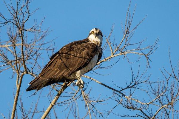 Osprey