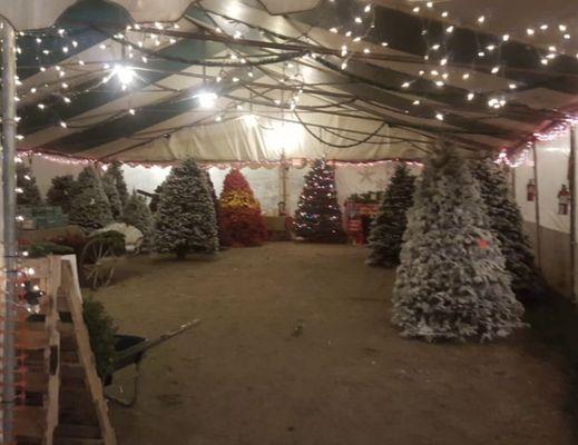 Christmas Tree Lot