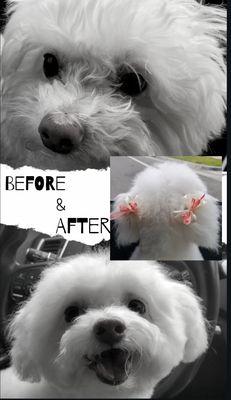 Pixie before and after...she is SO happy after being groomed by Susie!