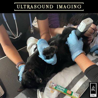 Ultra-sound imaging for pets