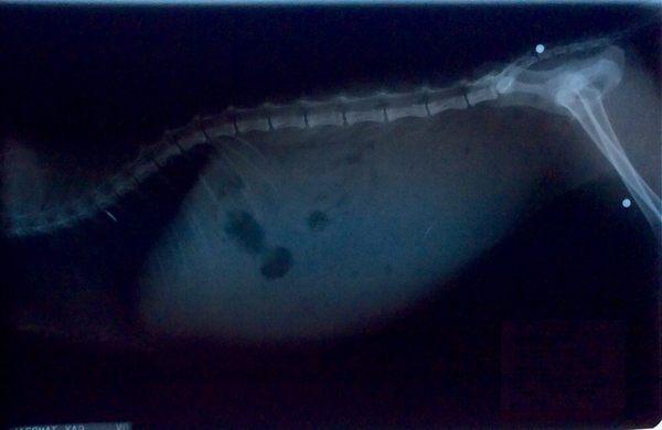 Someone shot my cat!  (Before we adopted her.) Dr. Z pointed out the bb's in the X-ray.