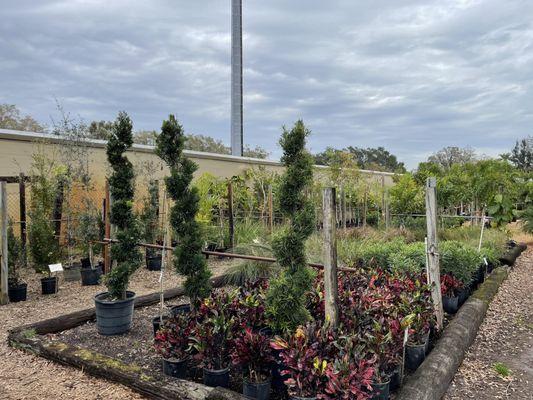 Willow Tree Nursery