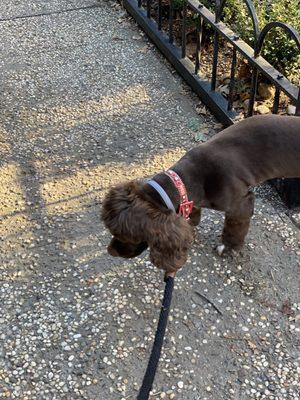 Charlie always loves a fresh cut and a good blow out