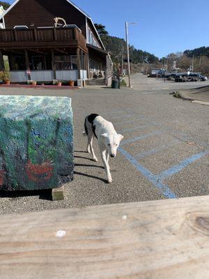 Pier surf dog, she was friendly & sweet.