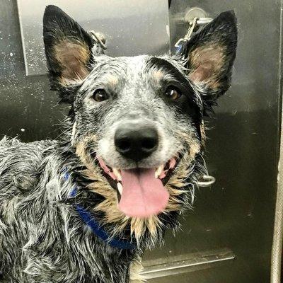 Porkchop LOVES getting groomed with Beth!