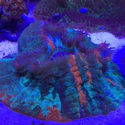 Doughnut coral being fed