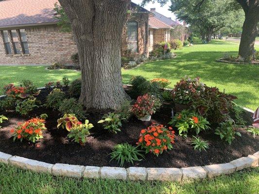 Seasonal plants under front yard tree