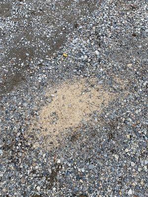 Grass seed left in gravel driveway when they came to aerate