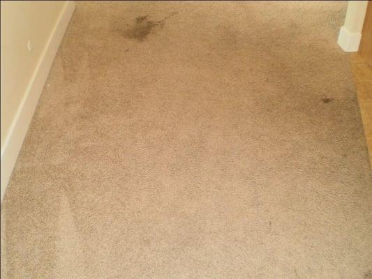 Carpet Before Cleaning