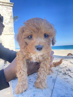 Took my Cavapoo to the beach after his cleaning