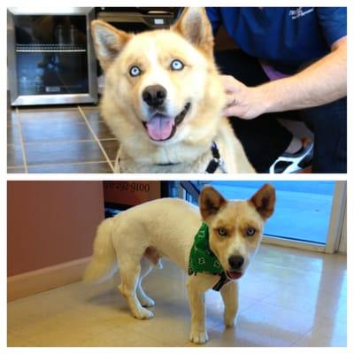 Fluffy boy shaved down because of over 100 ticks on him! Fran did a GREAT job! Highly recommended :)