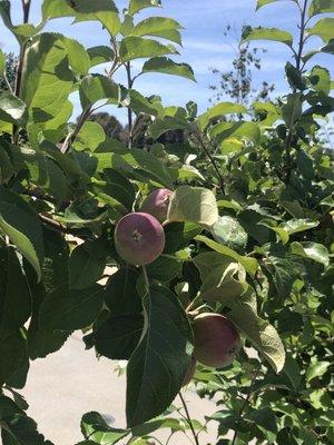 These small apples were growing on a vine near our table