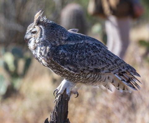 Great horned owl