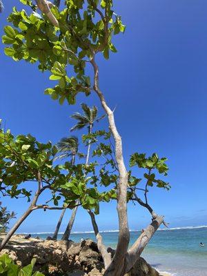 Ka'a'awa Beach Park