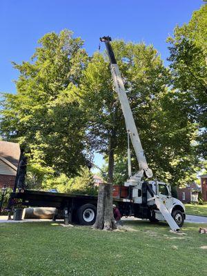 Tino's Tree Service