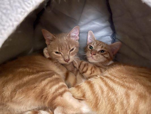 Our newest babies. MeeMow (left) and Beans (right) chilling in their cat tent.