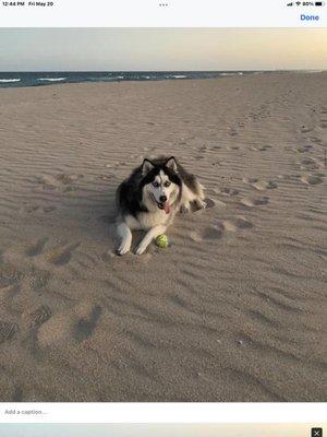 Hopi Sioux, Happy and doing great! She says Thanks Pet Express!