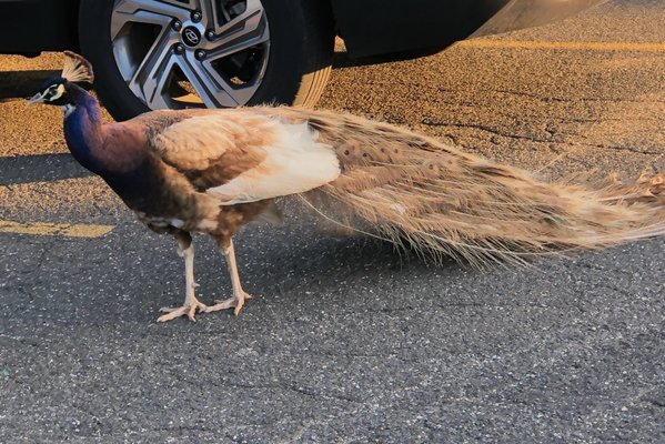 A peacock walked on by as we were leaving.