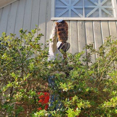 Removing honey bees from between the floors of a home near Clear Lake Park