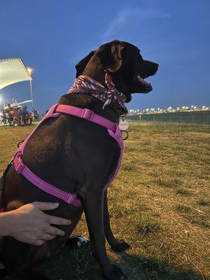 Pup plane watching