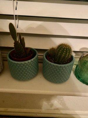 New cacti purchases