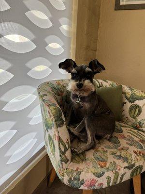 Short schnauzer cut