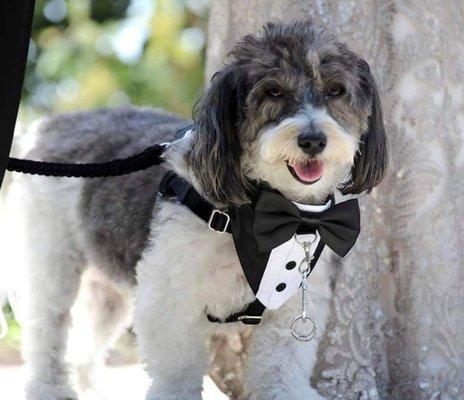 Our wedding ring bearer