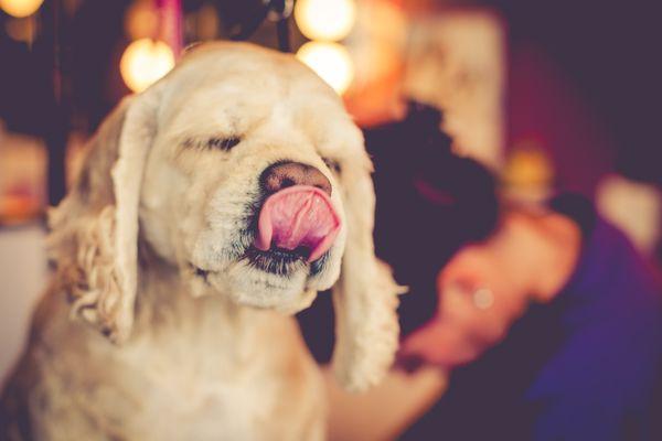 Ozzie Must've Been Thinking About Cookies During His Grooming!