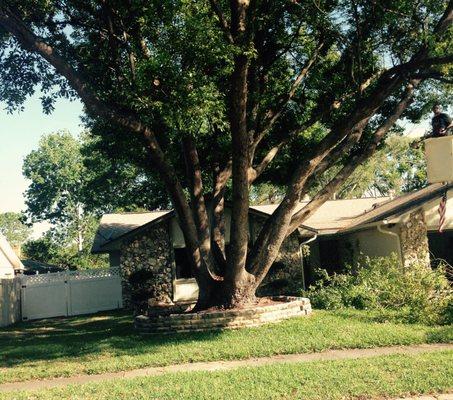 Tree Trimming in Deland, FL