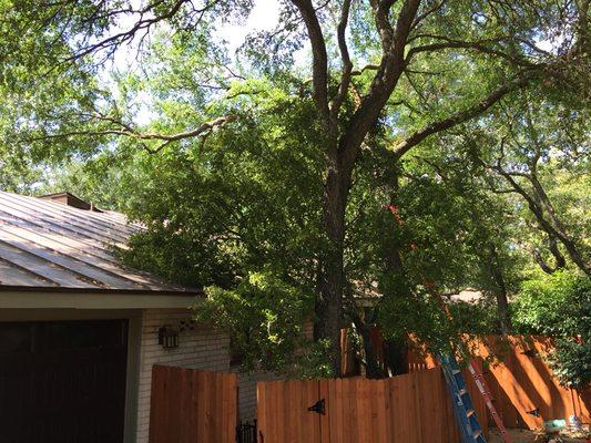 Annual pruning can help prevent broken limbs, but sometimes nature happens. Call us to clean up and repair the tree