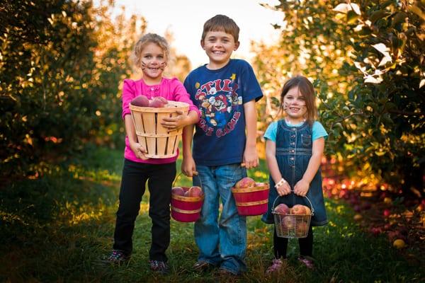 Pick-Your-Own apples Monday-Saturday at Weaver's Orchard!