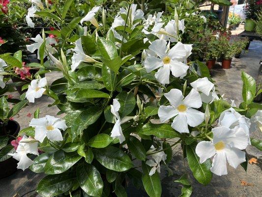 Biggest Mandevilla I've ever seen!