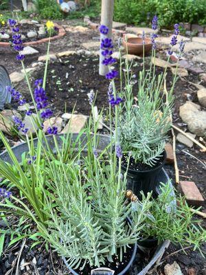 Two lavenders and a rosemary plant.