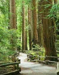 Muir Woods