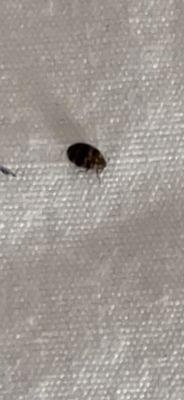 Bed bugs continue!!!