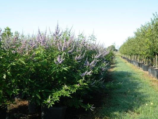 Shoal Creek Vitex - A " Texas Superstar" with purple blooms during summer and early fall.