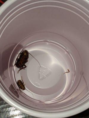 Those are still alive, by the way. I just caught them this morning running across one of the bedrooms.