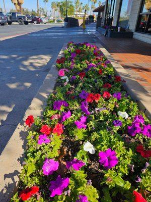 Beautiful vinca flowers